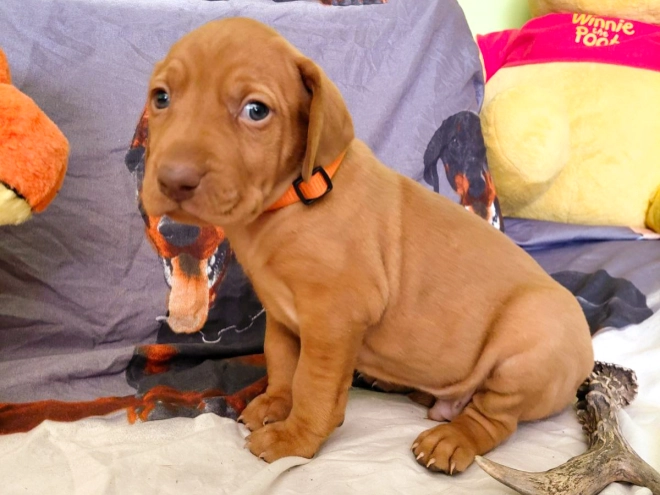 Hungarian Vizsla puppy for sale