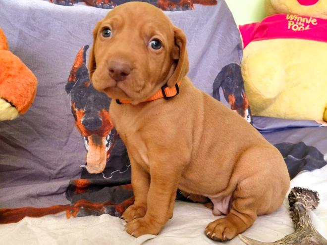 Hungarian Vizsla puppy for sale