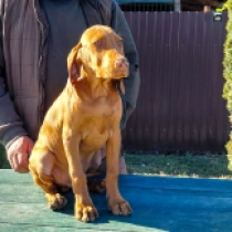 Grimace, pale yellow Hungarian Vizsla for sale
