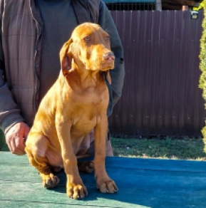 Hungarian Vizsla puppy for sale