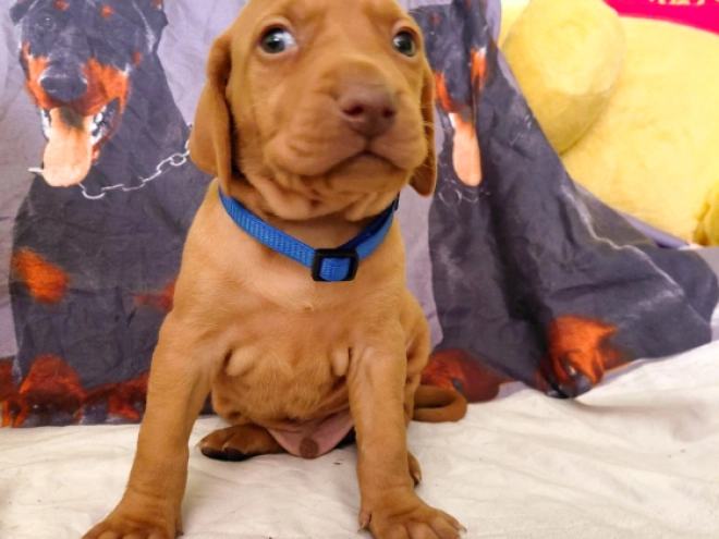 Hungarian Vizsla puppy for sale