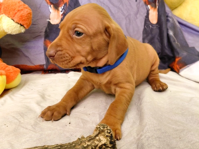 Hungarian Vizsla puppy for sale