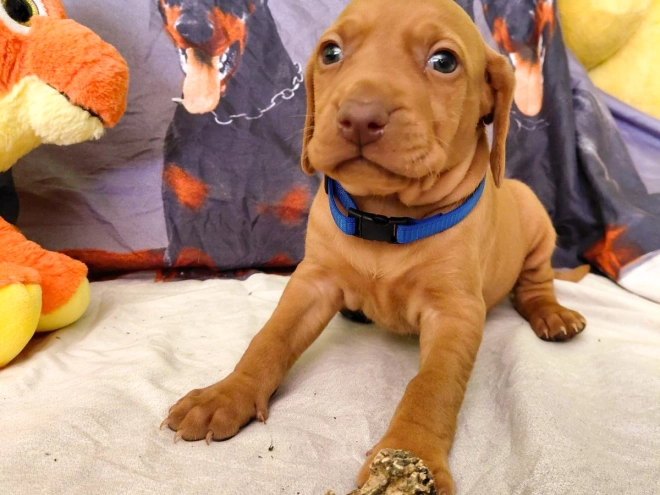 Hungarian Vizsla puppy for sale