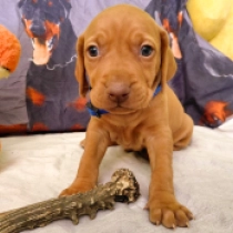 Cherokee, pale yellow Vizsla Húngaro en venta