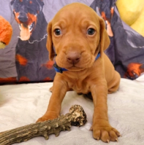 Hungarian Vizsla puppy for sale