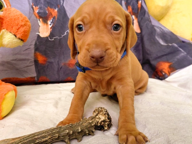 Hungarian Vizsla puppy for sale