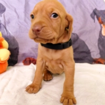 Bandit, pale yellow Vizsla Húngaro en venta