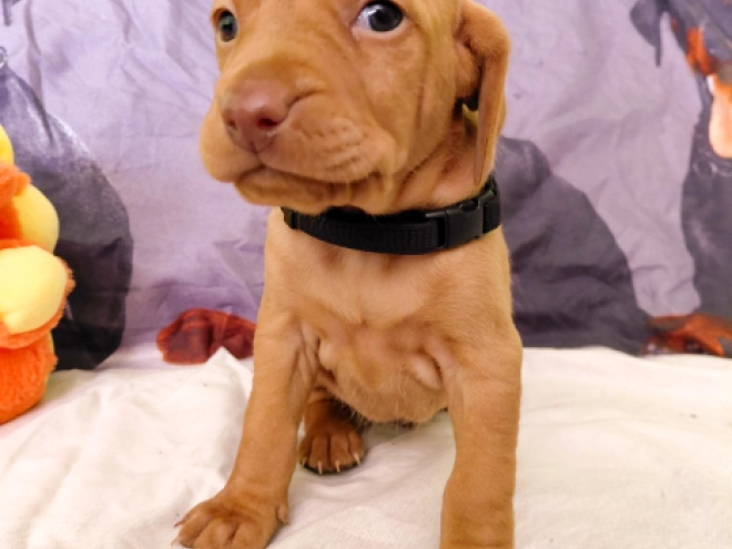 Hungarian Vizsla puppy for sale