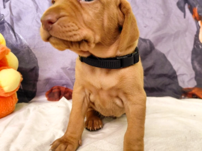 Hungarian Vizsla puppy for sale