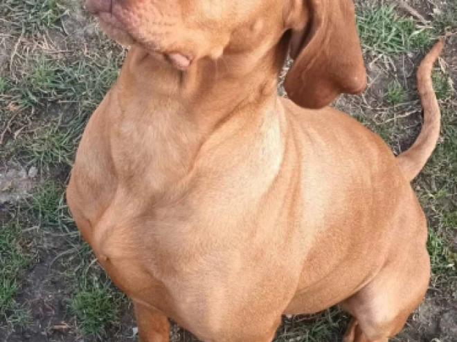 Hungarian Vizsla puppy for sale