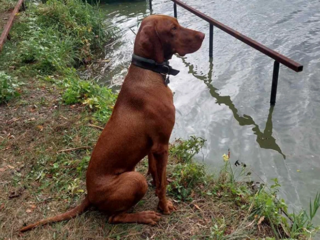 Hungarian Vizsla puppy for sale
