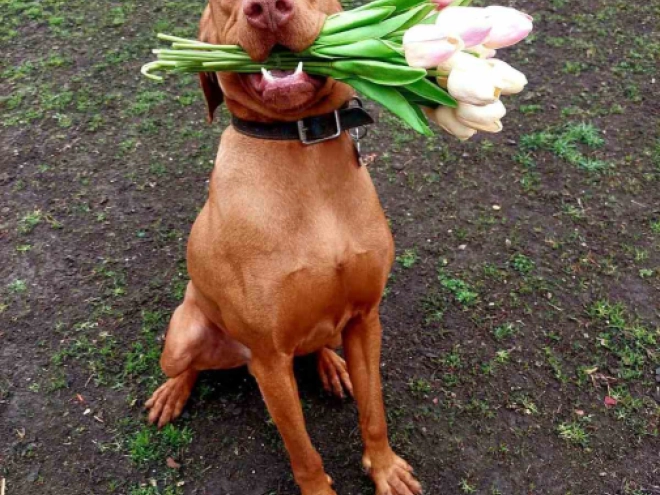 Hungarian Vizsla puppy for sale