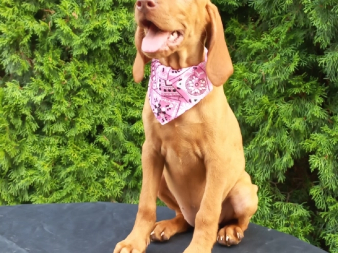 Magyar Vizsla Welpe kaufen