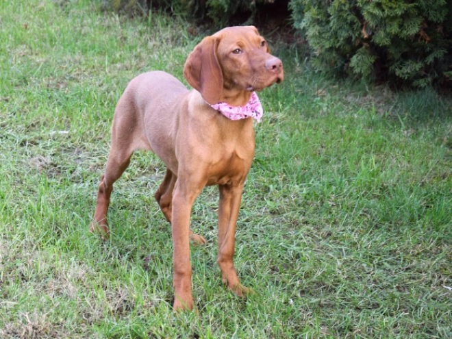 Magyar Vizsla Welpe kaufen