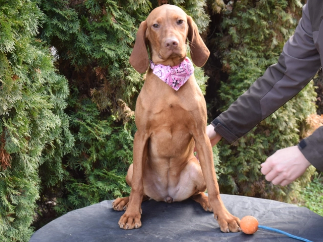 Magyar Vizsla Welpe kaufen