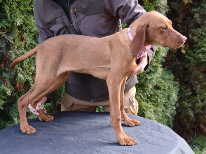 Magyar Vizsla Welpe kaufen