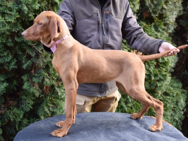 Magyar Vizsla Welpe kaufen