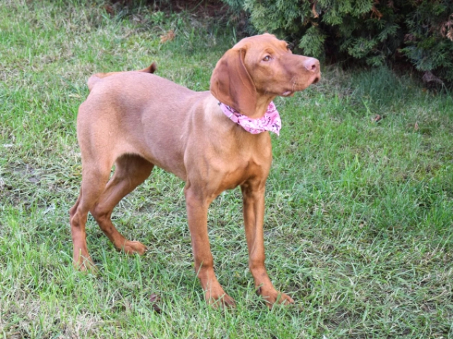 Magyar Vizsla Welpe kaufen
