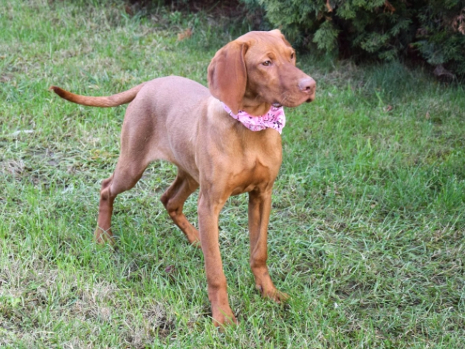 Magyar Vizsla Welpe kaufen
