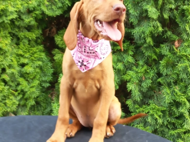 Magyar Vizsla Welpe kaufen