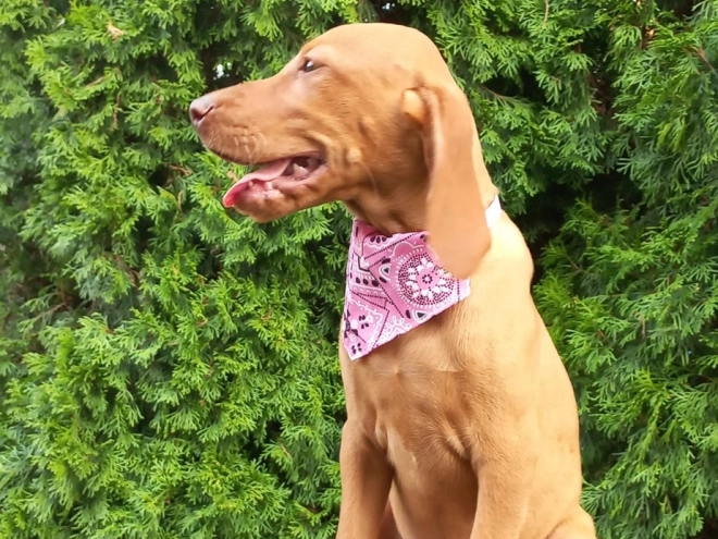 Magyar Vizsla Welpe kaufen