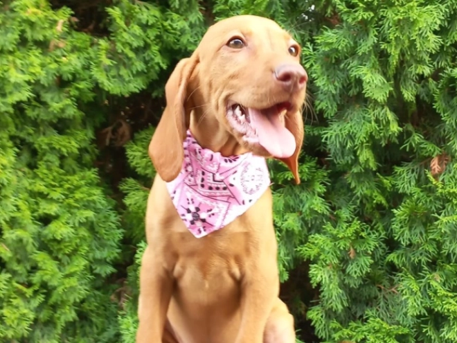 Magyar Vizsla Welpe kaufen