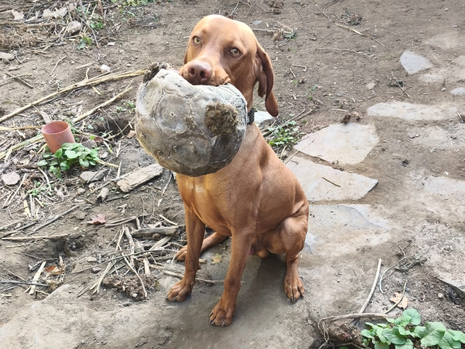 Magyar Vizsla Welpe kaufen
