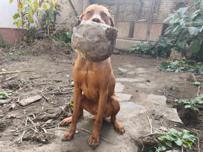 Magyar Vizsla Welpe kaufen