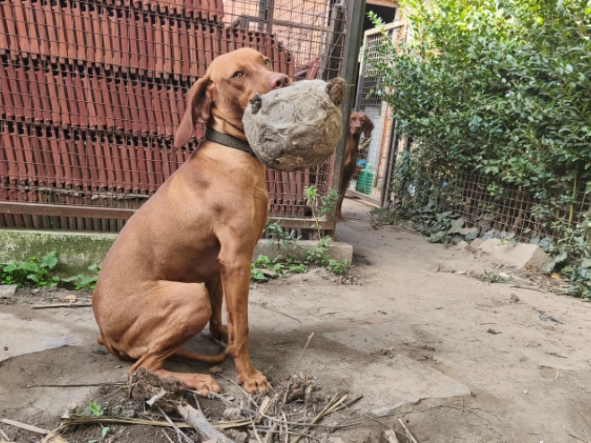 Magyar Vizsla Welpe kaufen