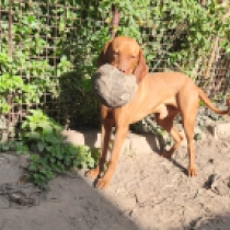 Haver, french roll yellow Vizsla Húngaro en venta