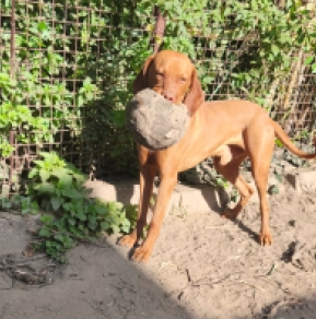 Perros Vizsla Húngaro en venta