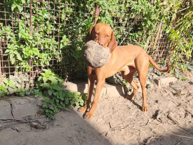 Magyar Vizsla Welpe kaufen