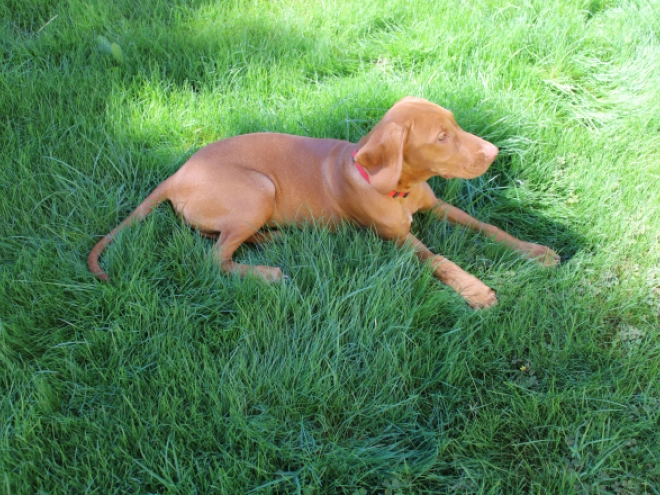 Perros Vizsla Húngaro en venta