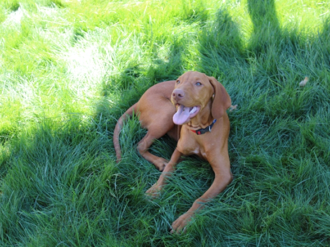 Perros Vizsla Húngaro en venta