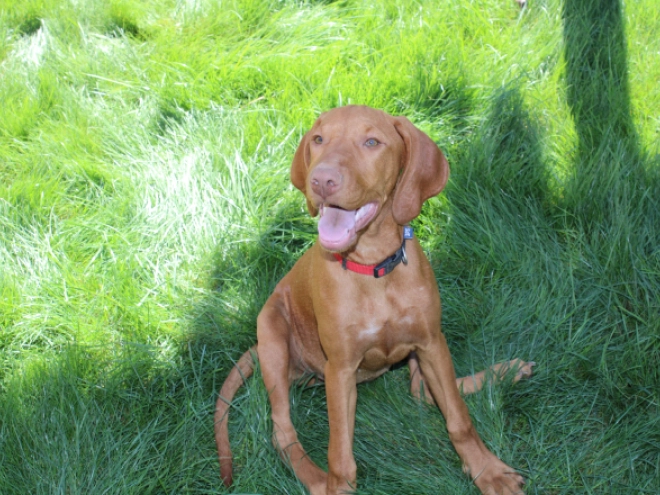 Perros Vizsla Húngaro en venta