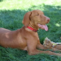 Felho, french roll yellow Magyar Vizsla Welpen kaufen