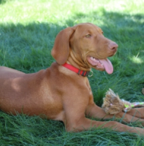 Felho, french roll yellow Magyar Vizsla Welpen kaufen