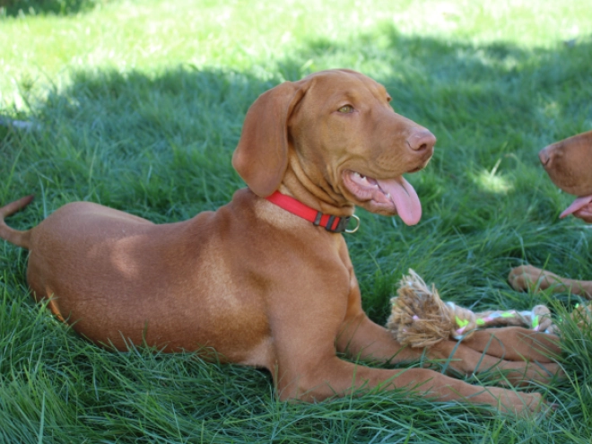 Perros Vizsla Húngaro en venta