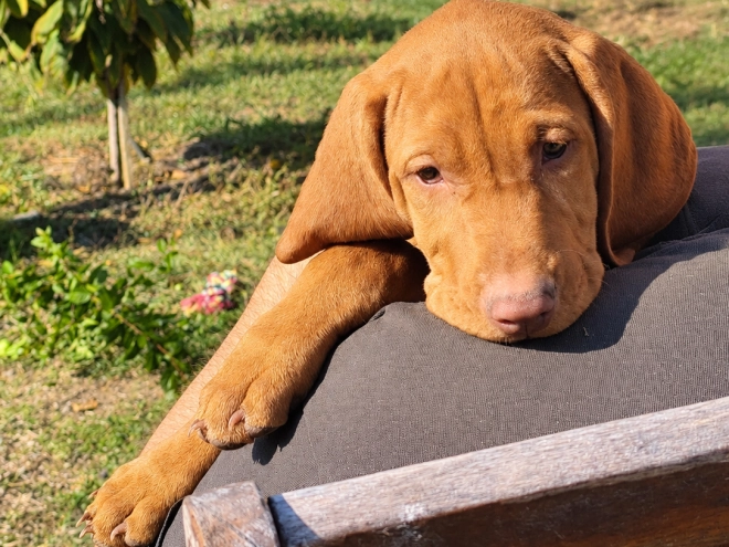 Perros Vizsla Húngaro en venta