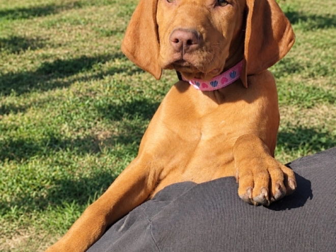 Perros Vizsla Húngaro en venta
