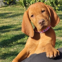 Gala, pale yellow Vizsla Húngaro en venta