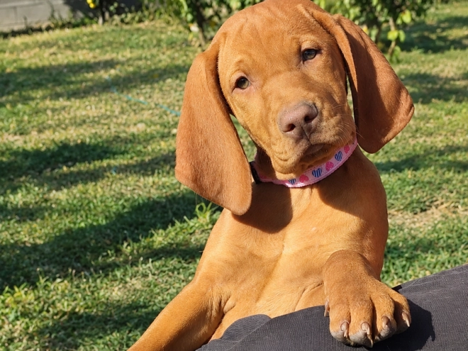 Perros Vizsla Húngaro en venta