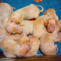 Promising litter!, pale yellow Magyar Vizsla Welpen kaufen