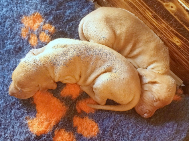 Magyar Vizsla Welpe kaufen
