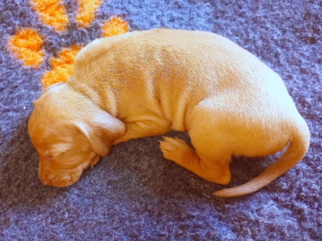 Magyar Vizsla Welpe kaufen