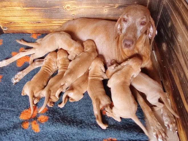 Magyar Vizsla Welpe kaufen