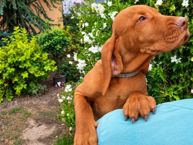 Hungarian Vizsla puppy for sale