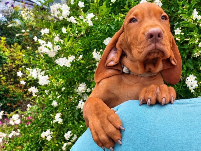 Hungarian Vizsla puppy for sale