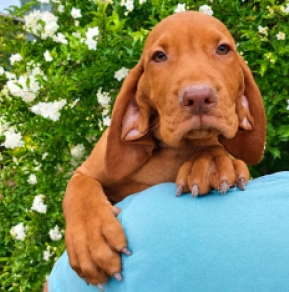 Hungarian Vizsla puppy for sale