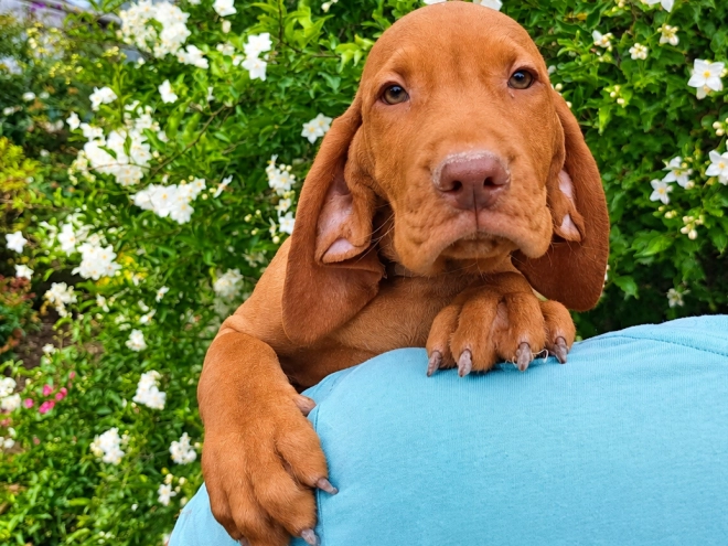 Hungarian Vizsla puppy for sale